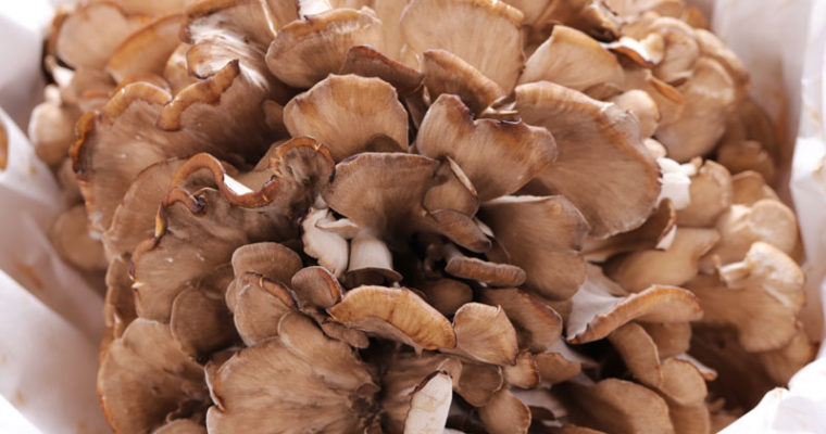 MAITAKE